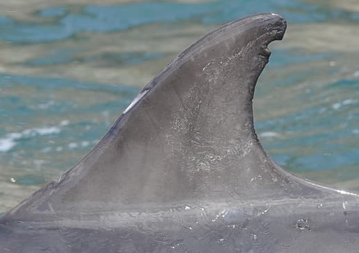 Left Dorsal Fin