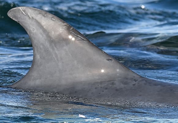 Left Dorsal Fin