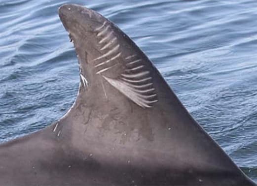Left Dorsal Fin