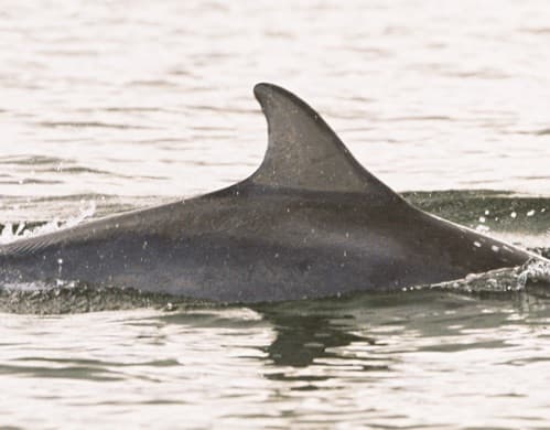 Left Dorsal Fin