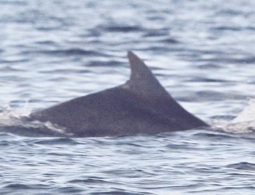 Left Dorsal Fin