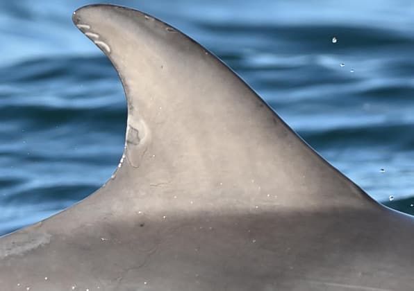Left Dorsal Fin