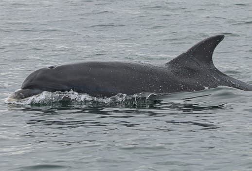 General photo of Barbi