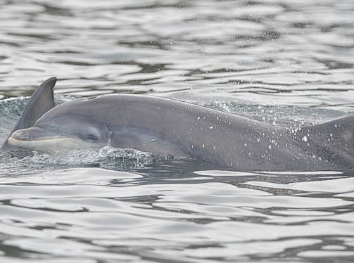 General photo of null