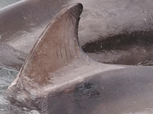 Left Dorsal Fin