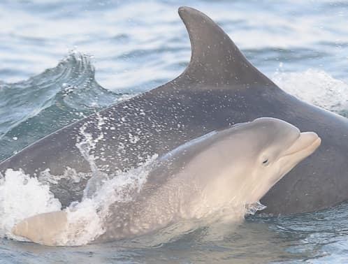 General photo of Eggyolk