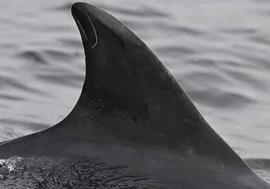 Left Dorsal Fin