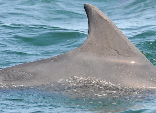 Left Dorsal Fin