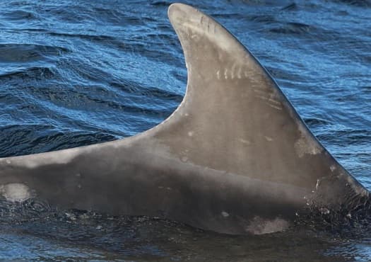 Left Dorsal Fin