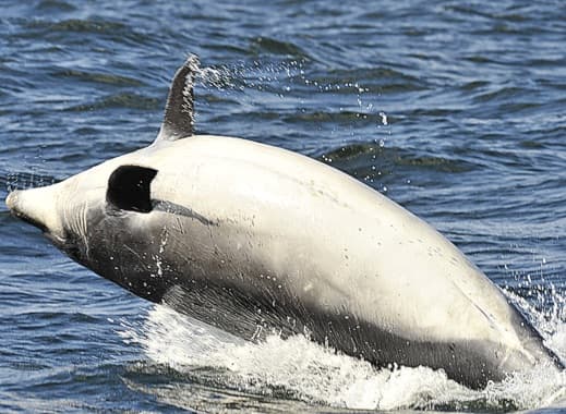 General photo of Sharky