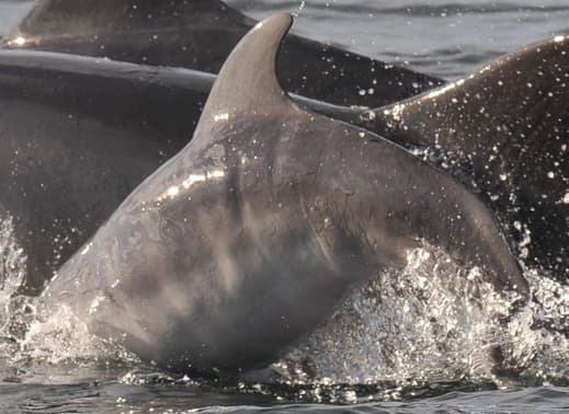 General photo of Eyebrow