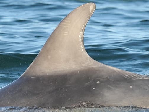 Left Dorsal Fin