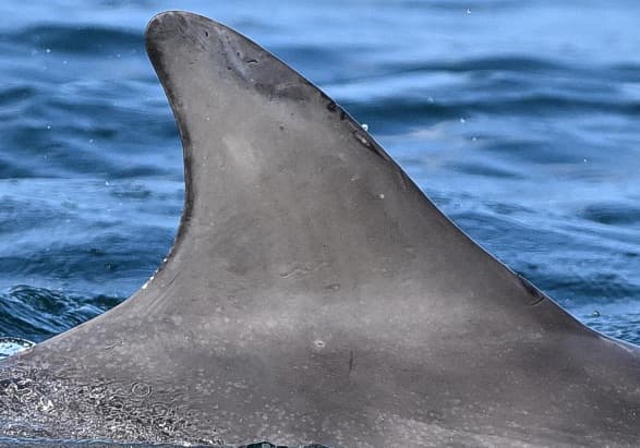 Left Dorsal Fin