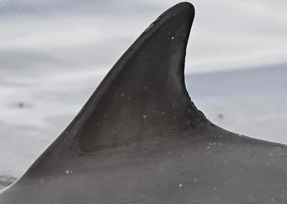 Left Dorsal Fin