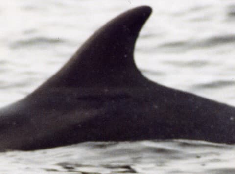Left Dorsal Fin