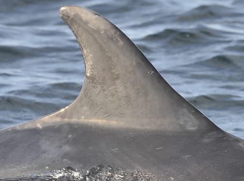 Left Dorsal Fin