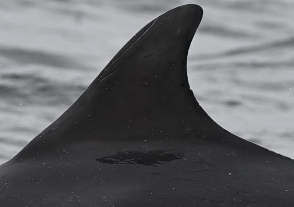 Left Dorsal Fin