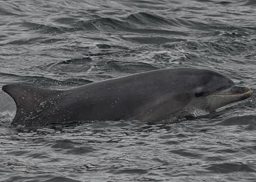 General photo of Lowrider