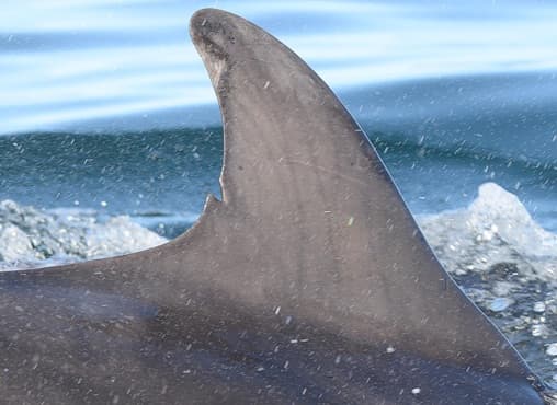Left Dorsal Fin