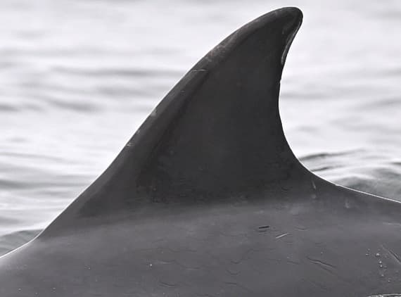 Left Dorsal Fin