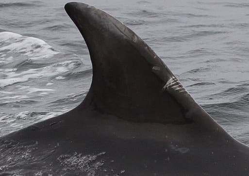 Left Dorsal Fin
