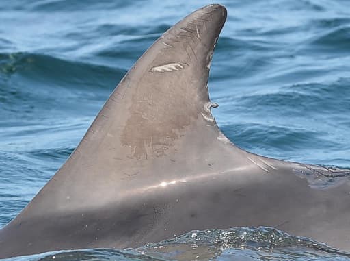 Left Dorsal Fin