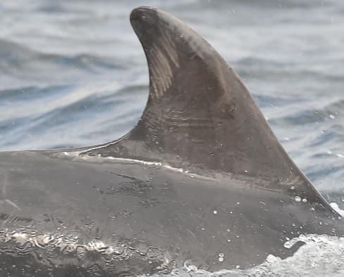 Left Dorsal Fin