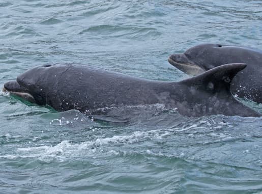 General photo of Spike