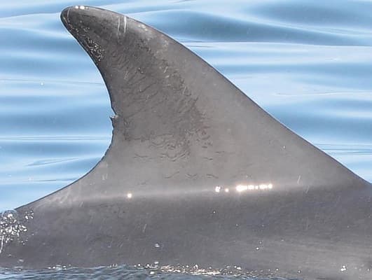 Left Dorsal Fin