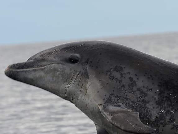 General photo of Fenton