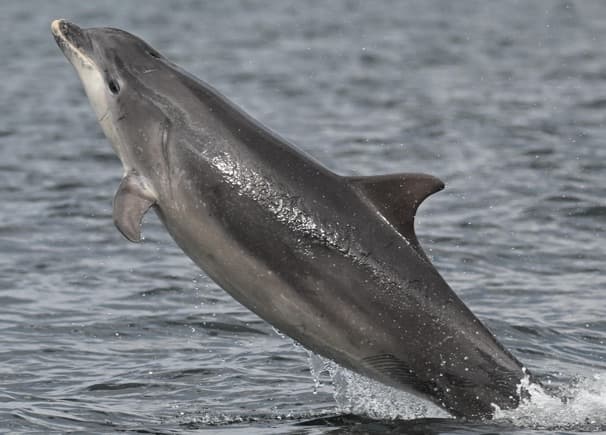 General photo of Petanque