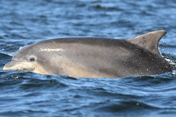 General photo of null