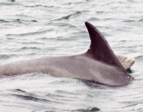 Left Dorsal Fin