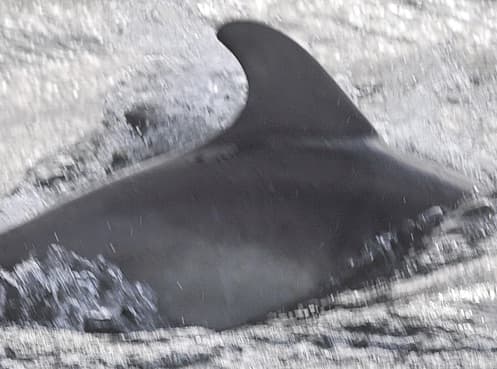 Left Dorsal Fin