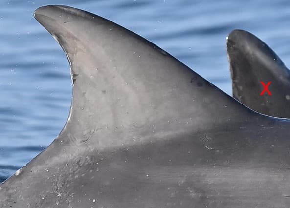 Left Dorsal Fin