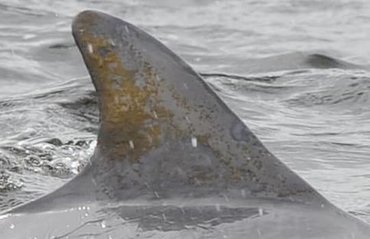 Left Dorsal Fin