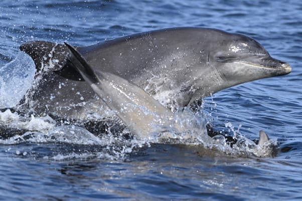 General photo of Peanuts