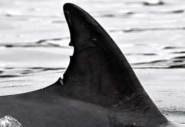 Left Dorsal Fin