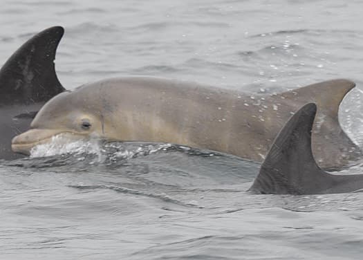 General photo of Moonshine