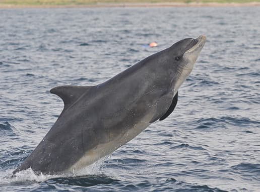 General photo of Muddy