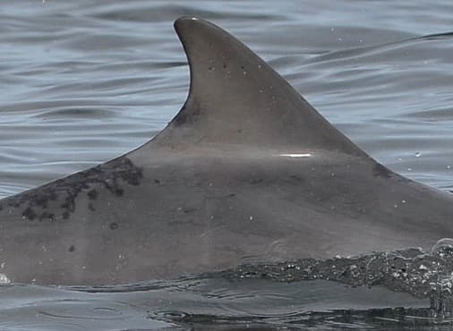 Left Dorsal Fin