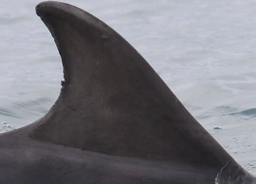 Left Dorsal Fin