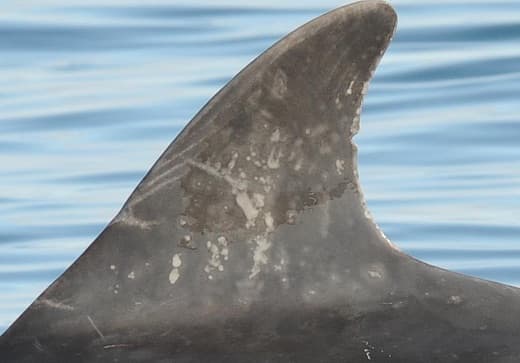 Left Dorsal Fin