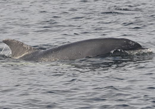 General photo of Sax