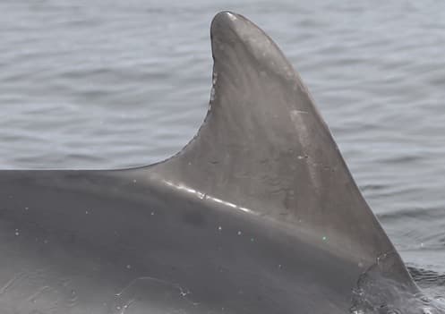 Left Dorsal Fin