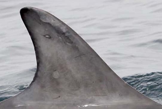 Left Dorsal Fin