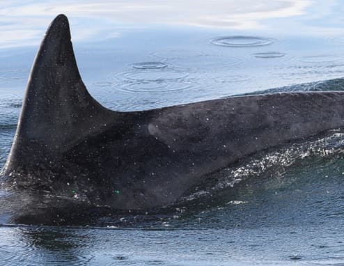 Left Dorsal Fin