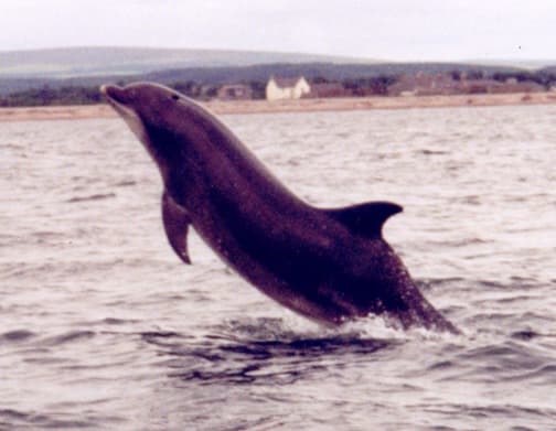 Left Dorsal Fin