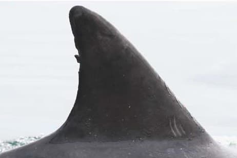 Left Dorsal Fin