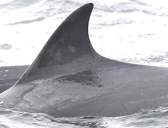 Left Dorsal Fin